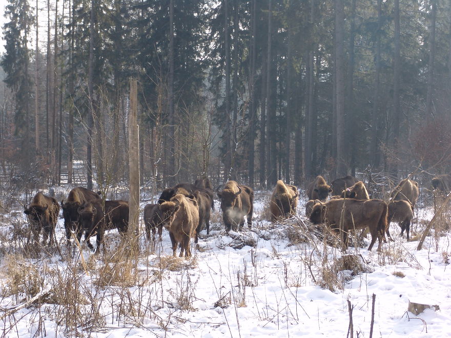“Dragos Voda” Reserve: The Only Place In Europe Where You Can Meet Bisons In Freedom “Dragos Voda” Reserve: The Only Place In Europe Where You Can Meet Bisons In Freedom