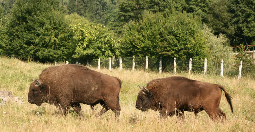 “Dragos Voda” Reserve: The Only Place In Europe Where You Can Meet Bisons In Freedom “Dragos Voda” Reserve: The Only Place In Europe Where You Can Meet Bisons In Freedom
