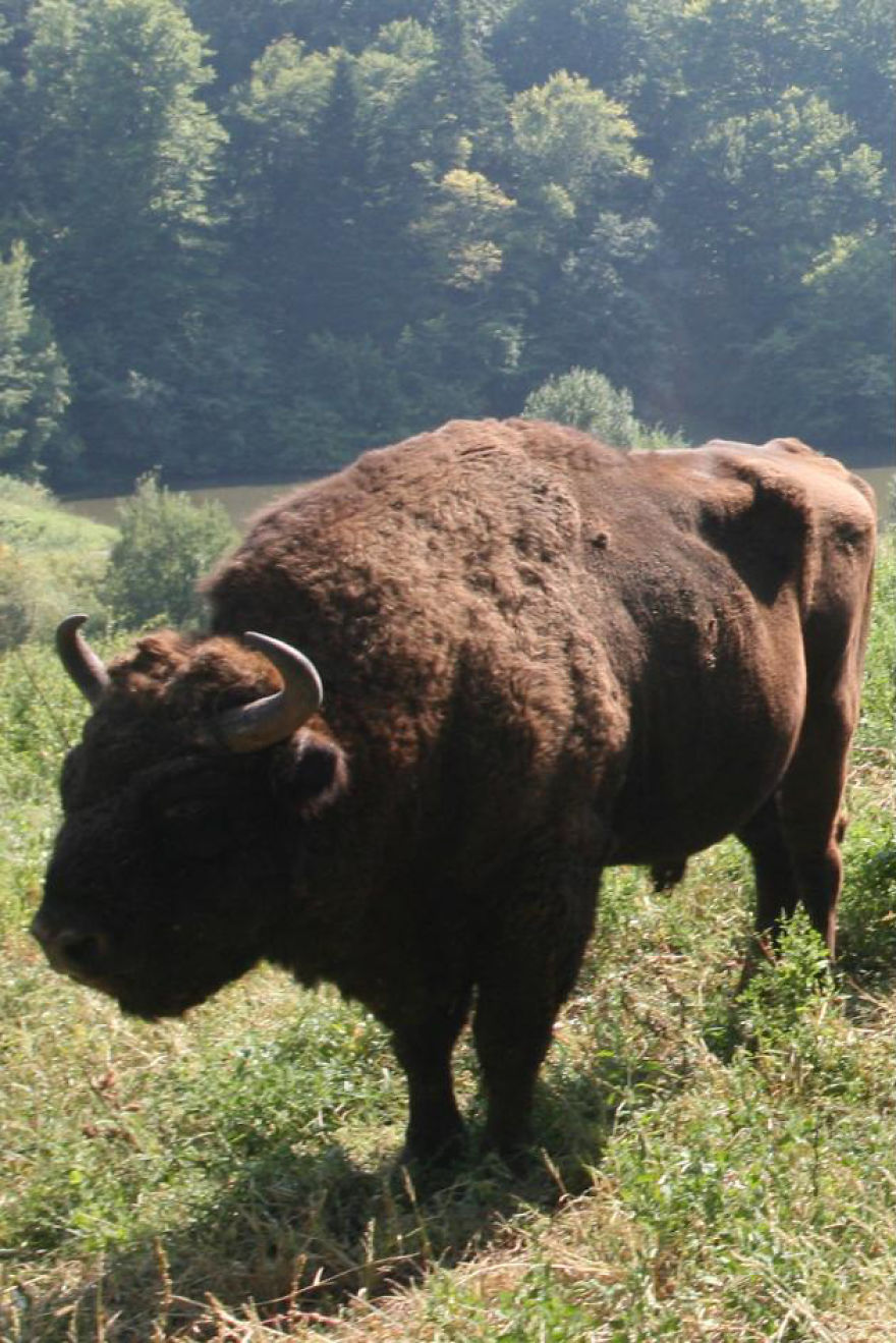 “Dragos Voda” Reserve: The Only Place In Europe Where You Can Meet Bisons In Freedom “Dragos Voda” Reserve: The Only Place In Europe Where You Can Meet Bisons In Freedom