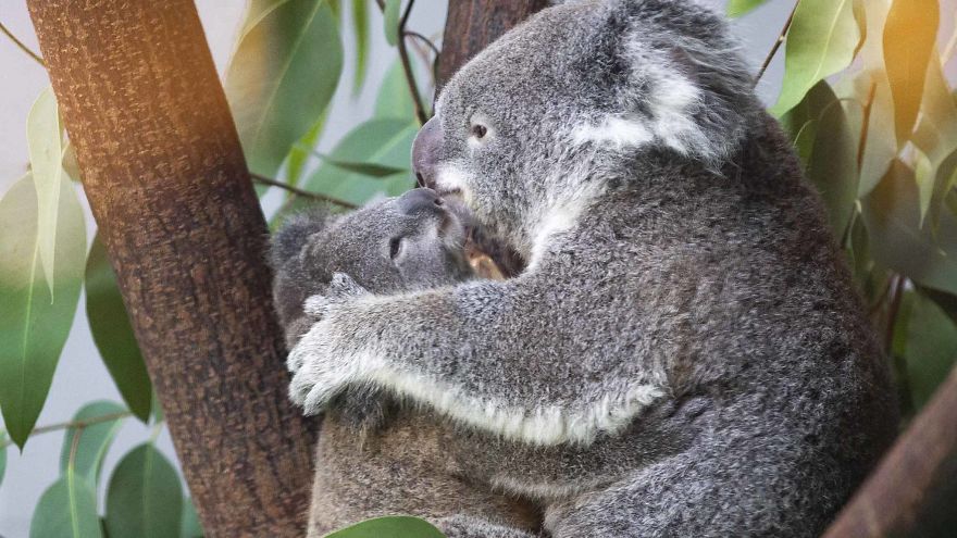 Koala Cub Makes Public Debut Accompanied By Parents Koala Cub Makes Public Debut Accompanied By Parents