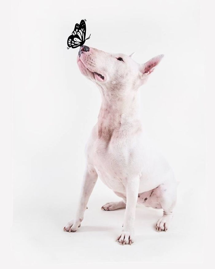 Guy Whose Wife Left Him With Nothing But A Dog Continues To Put Him In Fun Scenarios (116 New Pics) Guy Whose Wife Left Him With Nothing But A Dog Continues To Put Him In Fun Scenarios (116 New Pics)