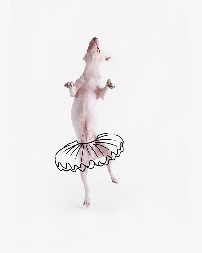 Guy Whose Wife Left Him With Nothing But A Dog Continues To Put Him In Fun Scenarios (116 New Pics) Guy Whose Wife Left Him With Nothing But A Dog Continues To Put Him In Fun Scenarios (116 New Pics)