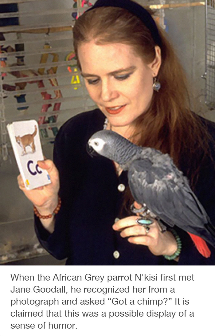Tumblr Users Share Hilariously Unbelievable Encounters That Prove Parrots Have Sense Of Humor
