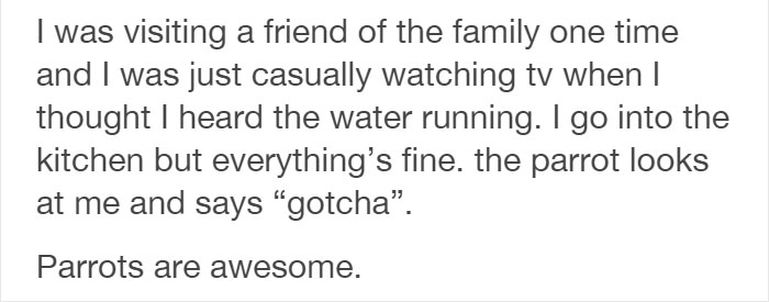 Tumblr Users Share Hilariously Unbelievable Encounters That Prove Parrots Have Sense Of Humor