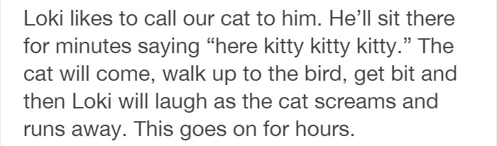 Tumblr Users Share Hilariously Unbelievable Encounters That Prove Parrots Have Sense Of Humor