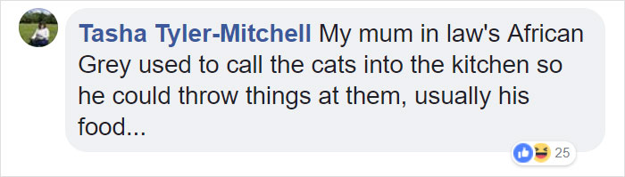 Tumblr Users Share Hilariously Unbelievable Encounters That Prove Parrots Have Sense Of Humor