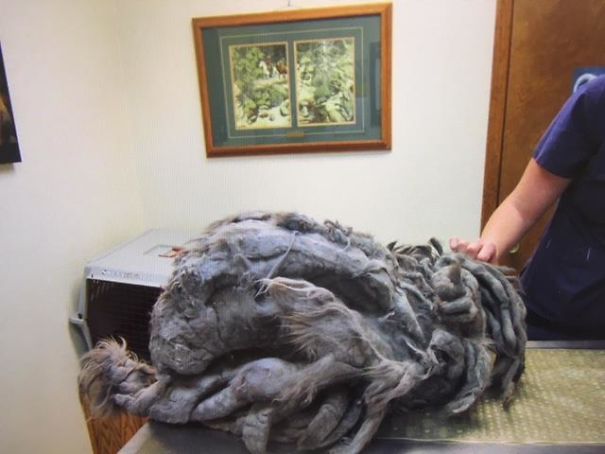 Someone Dumped A Cat At A Shelter Overnight In A Terrible Condition, But After Shaving Its Fur They Saw A True Beauty