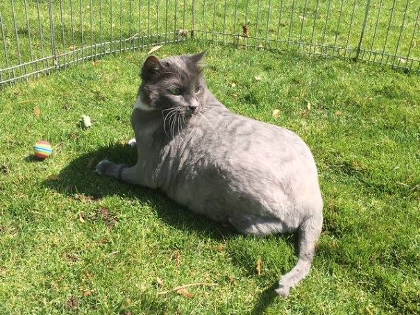 Someone Dumped A Cat At A Shelter Overnight In A Terrible Condition, But After Shaving Its Fur They Saw A True Beauty