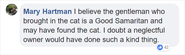 Someone Dumped A Cat At A Shelter Overnight In A Terrible Condition, But After Shaving Its Fur They Saw A True Beauty