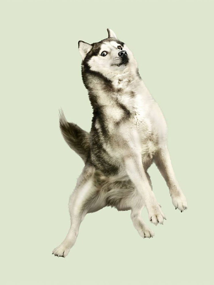 Fun Portraits Of Flying Dogs By A German Photographer