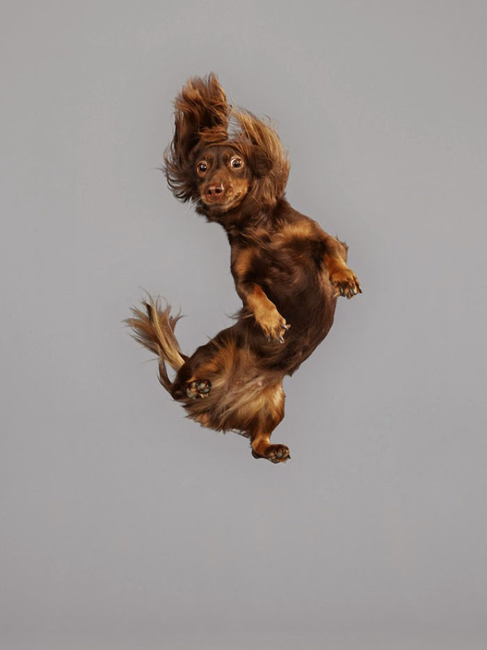 Fun Portraits Of Flying Dogs By A German Photographer