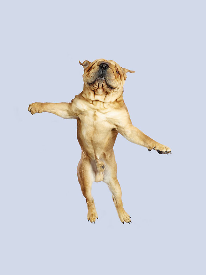 Fun Portraits Of Flying Dogs By A German Photographer