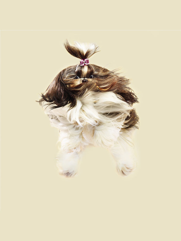 Fun Portraits Of Flying Dogs By A German Photographer