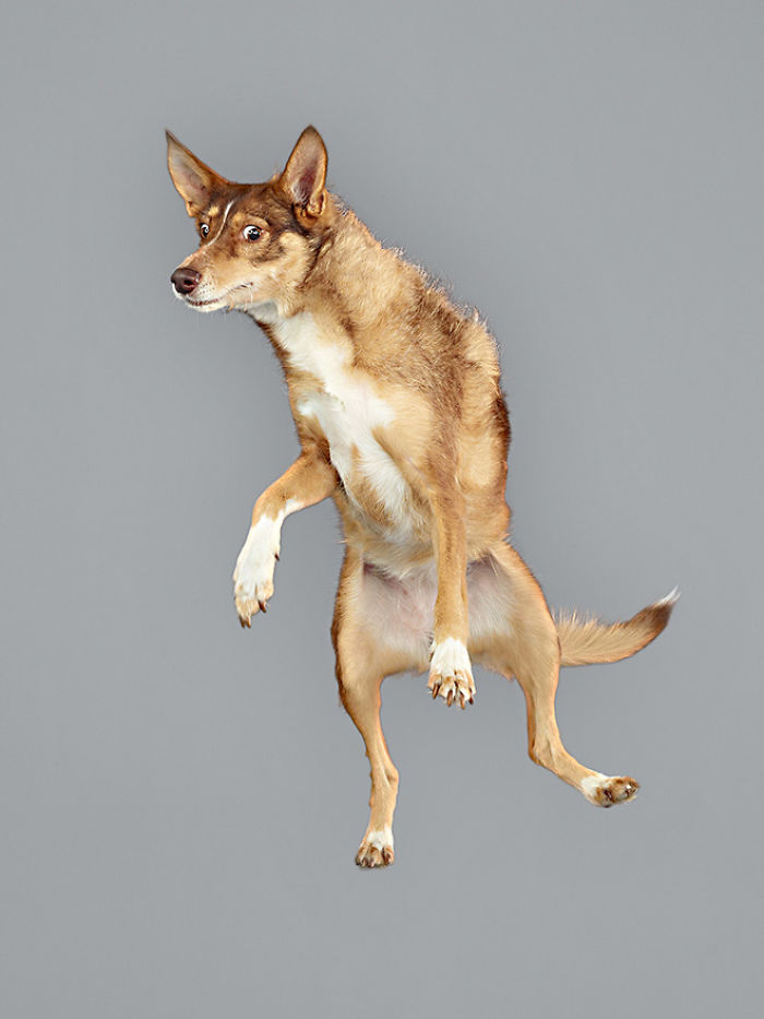 Fun Portraits Of Flying Dogs By A German Photographer