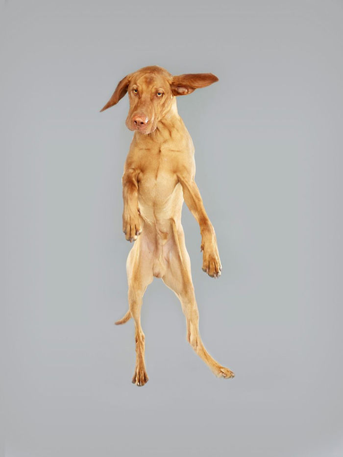 Fun Portraits Of Flying Dogs By A German Photographer