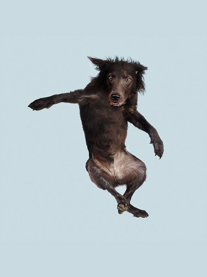 Fun Portraits Of Flying Dogs By A German Photographer