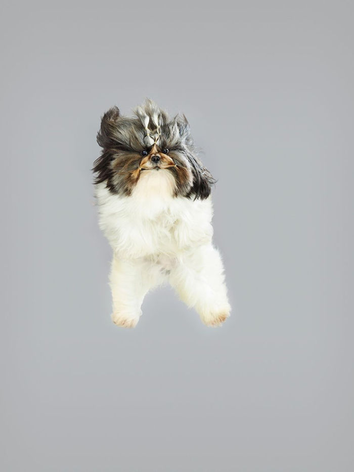 Fun Portraits Of Flying Dogs By A German Photographer