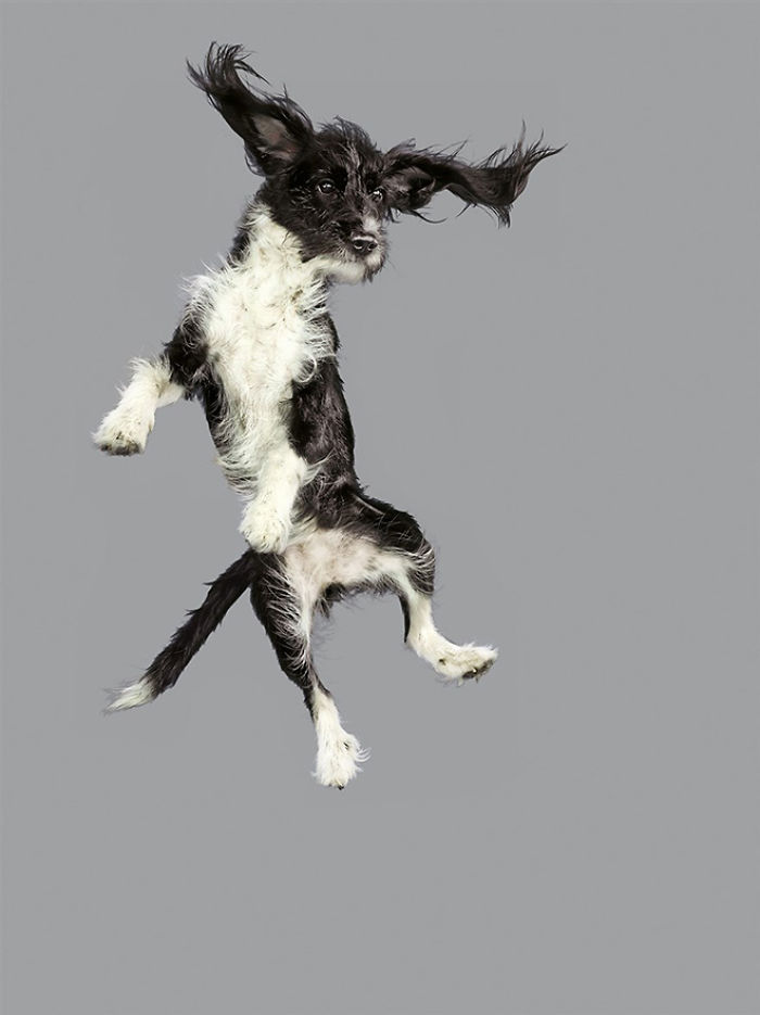 Fun Portraits Of Flying Dogs By A German Photographer