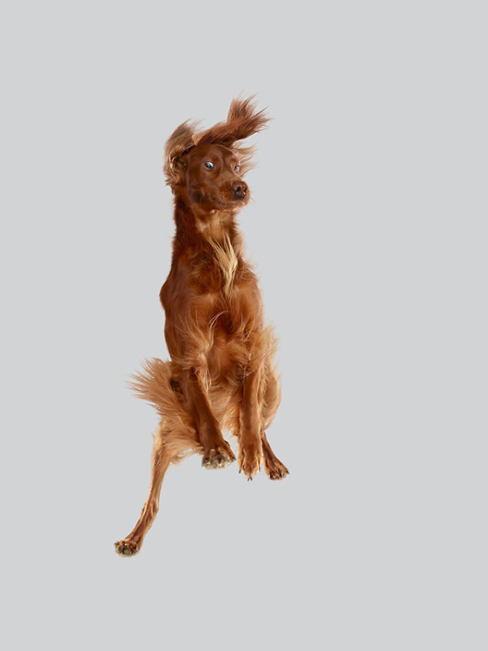 Fun Portraits Of Flying Dogs By A German Photographer
