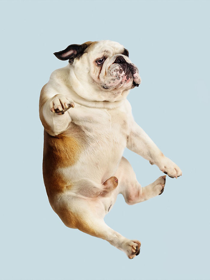 Fun Portraits Of Flying Dogs By A German Photographer