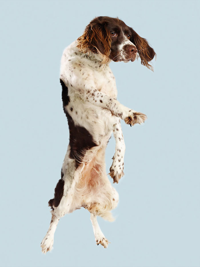 Fun Portraits Of Flying Dogs By A German Photographer