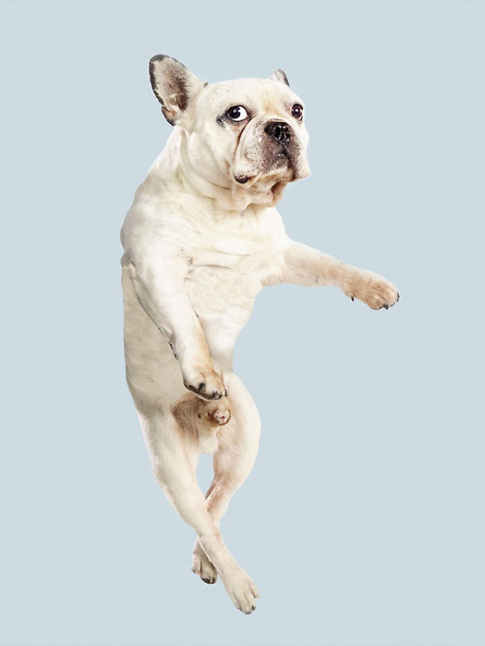 Fun Portraits Of Flying Dogs By A German Photographer