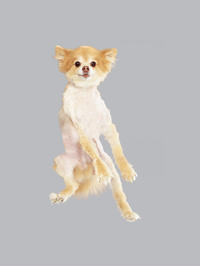 Fun Portraits Of Flying Dogs By A German Photographer