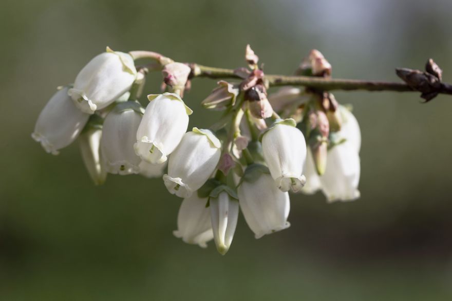 I Photographed The Life Cycle Of Blueberries, And I Couldn’t Have Imagined It Being So Beautiful I Photographed The Life Cycle Of Blueberries, And I Couldn’t Have Imagined It Being So Beautiful