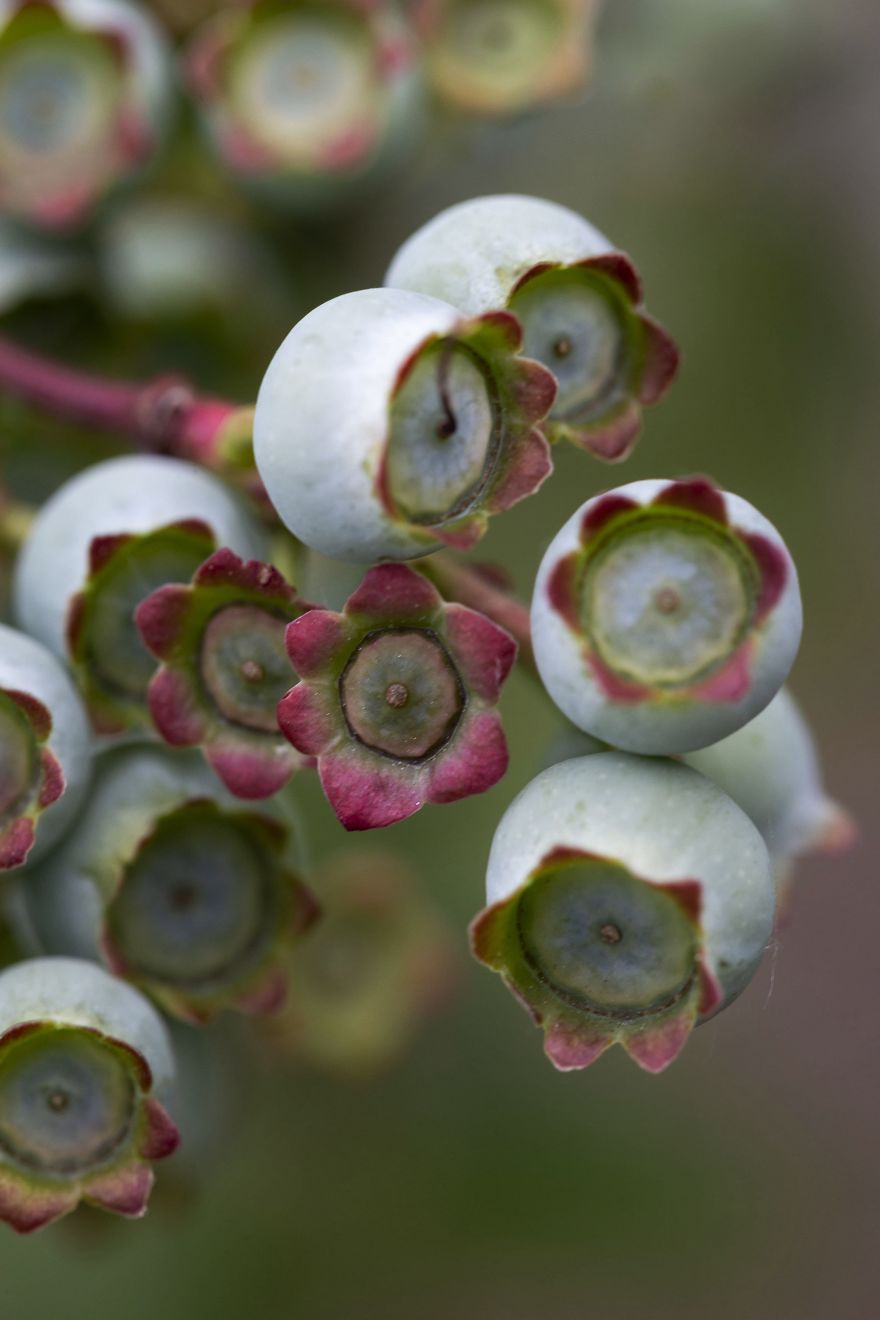 I Photographed The Life Cycle Of Blueberries, And I Couldn’t Have Imagined It Being So Beautiful I Photographed The Life Cycle Of Blueberries, And I Couldn’t Have Imagined It Being So Beautiful