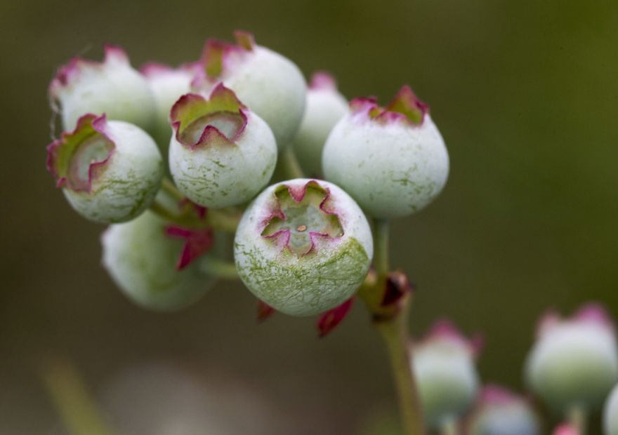 I Photographed The Life Cycle Of Blueberries, And I Couldn’t Have Imagined It Being So Beautiful I Photographed The Life Cycle Of Blueberries, And I Couldn’t Have Imagined It Being So Beautiful
