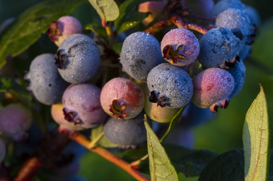 I Photographed The Life Cycle Of Blueberries, And I Couldn’t Have Imagined It Being So Beautiful I Photographed The Life Cycle Of Blueberries, And I Couldn’t Have Imagined It Being So Beautiful