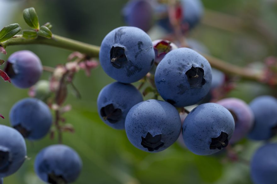 I Photographed The Life Cycle Of Blueberries, And I Couldn’t Have Imagined It Being So Beautiful I Photographed The Life Cycle Of Blueberries, And I Couldn’t Have Imagined It Being So Beautiful