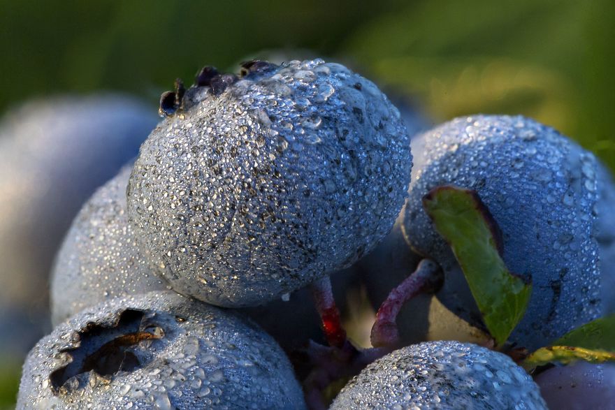 I Photographed The Life Cycle Of Blueberries, And I Couldn’t Have Imagined It Being So Beautiful I Photographed The Life Cycle Of Blueberries, And I Couldn’t Have Imagined It Being So Beautiful