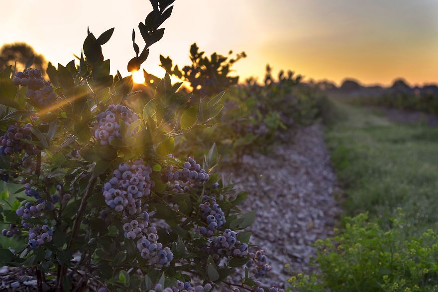I Photographed The Life Cycle Of Blueberries, And I Couldn’t Have Imagined It Being So Beautiful I Photographed The Life Cycle Of Blueberries, And I Couldn’t Have Imagined It Being So Beautiful