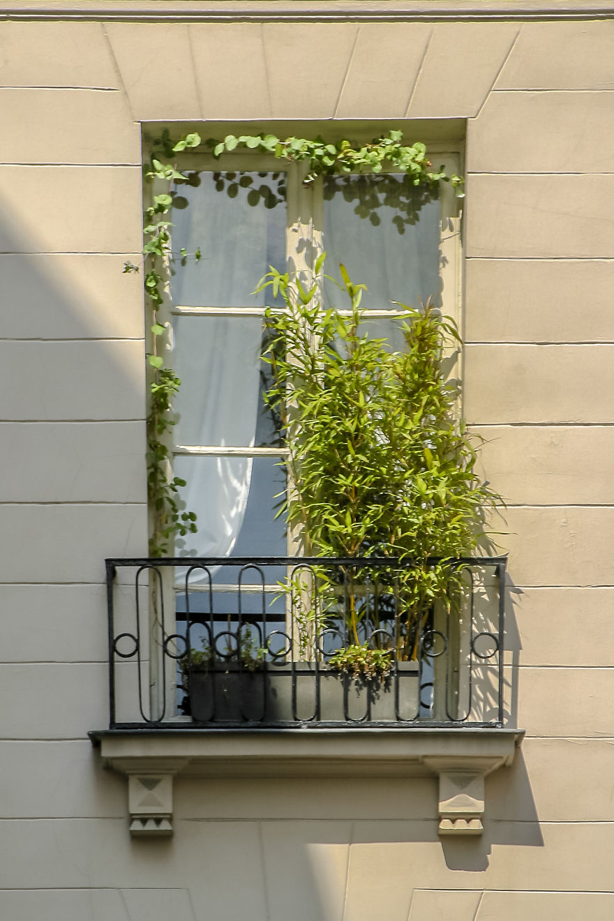 Flowery Windows Flowery Windows