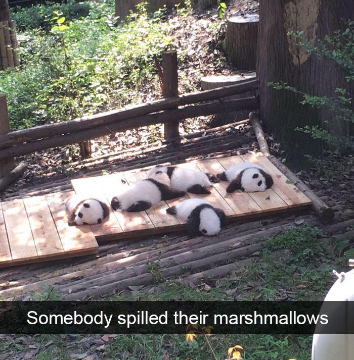 50 Funny Animal Snapchats That Will Leave You With The Biggest Smile