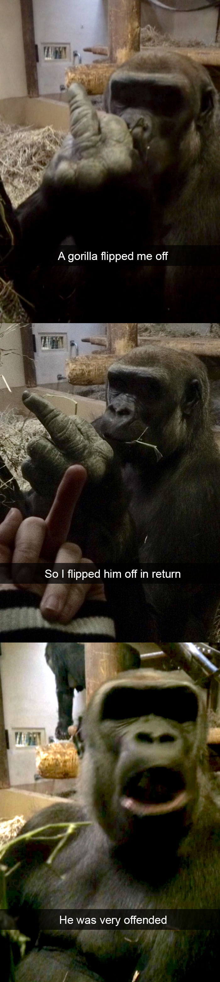 50 Funny Animal Snapchats That Will Leave You With The Biggest Smile