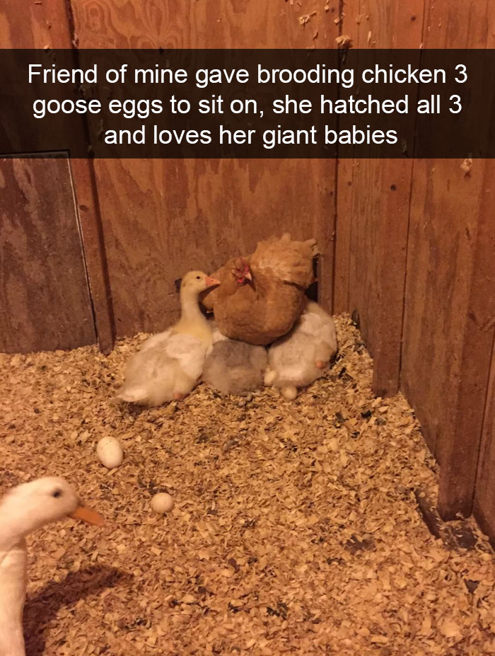 50 Funny Animal Snapchats That Will Leave You With The Biggest Smile