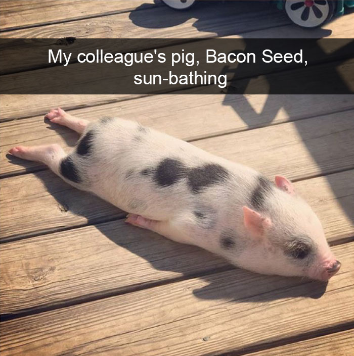 50 Funny Animal Snapchats That Will Leave You With The Biggest Smile
