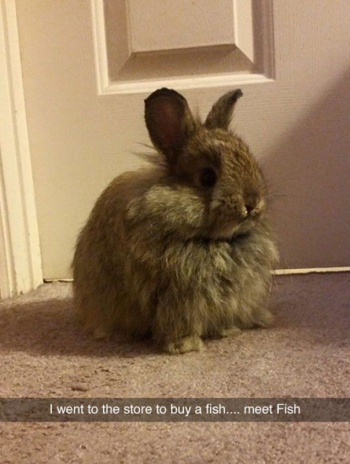 50 Funny Animal Snapchats That Will Leave You With The Biggest Smile