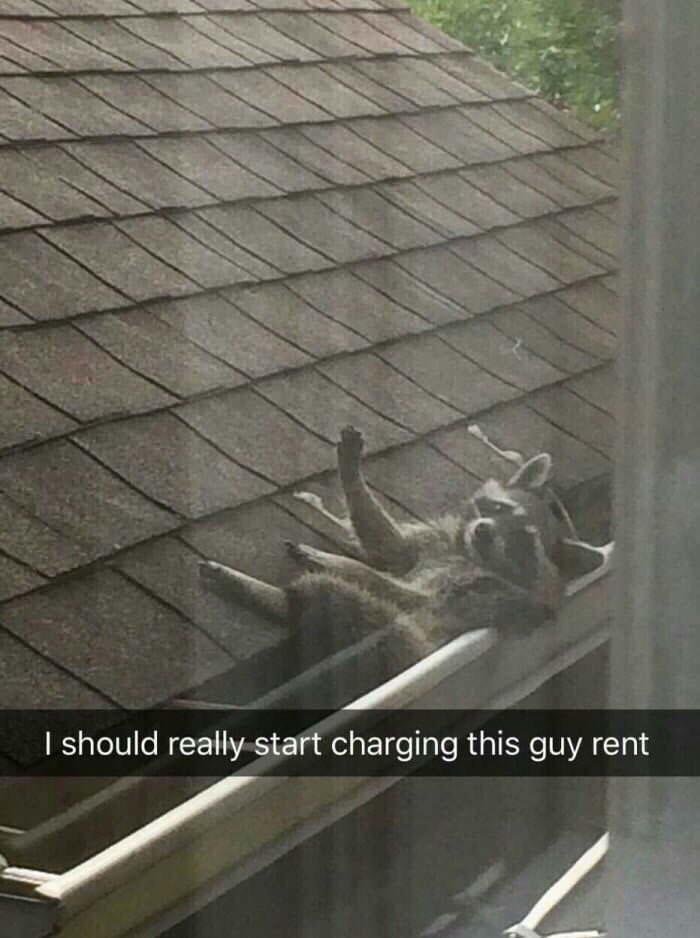 50 Funny Animal Snapchats That Will Leave You With The Biggest Smile