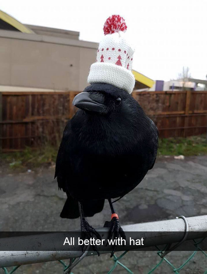 50 Funny Animal Snapchats That Will Leave You With The Biggest Smile