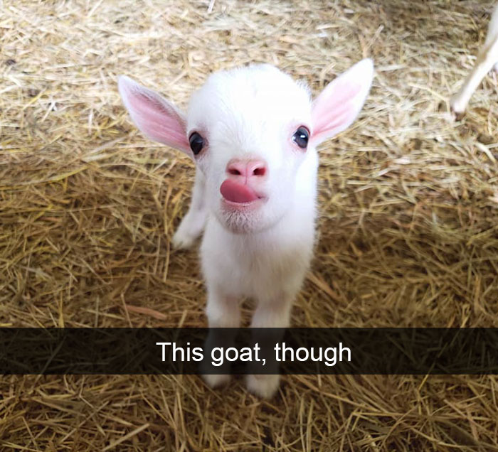 50 Funny Animal Snapchats That Will Leave You With The Biggest Smile