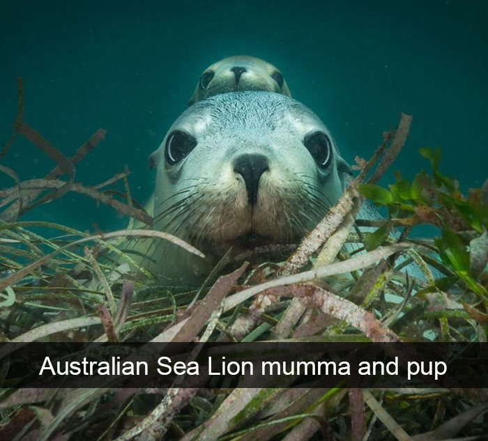 50 Funny Animal Snapchats That Will Leave You With The Biggest Smile