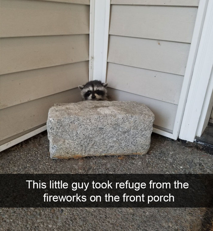 50 Funny Animal Snapchats That Will Leave You With The Biggest Smile