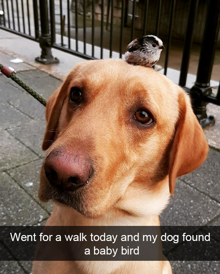 50 Funny Animal Snapchats That Will Leave You With The Biggest Smile