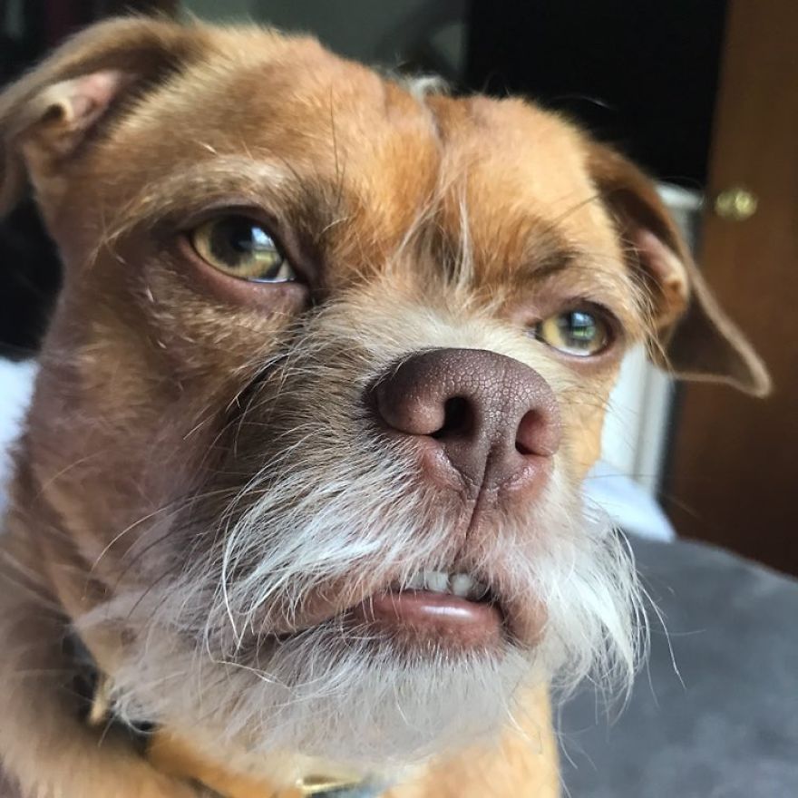This Dog Has Thousands Of Expressions, And It Cracks Us Up This Dog Has Thousands Of Expressions, And It Cracks Us Up