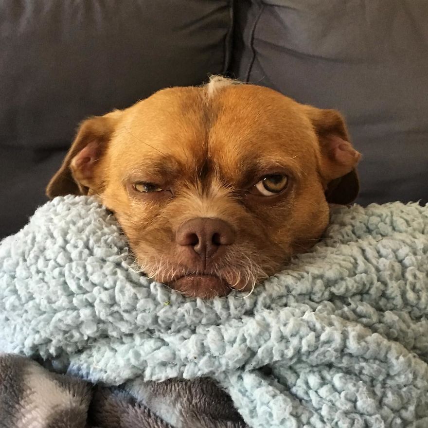 This Dog Has Thousands Of Expressions, And It Cracks Us Up This Dog Has Thousands Of Expressions, And It Cracks Us Up