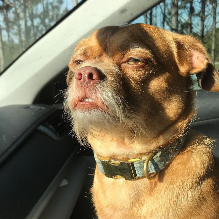This Dog Has Thousands Of Expressions, And It Cracks Us Up This Dog Has Thousands Of Expressions, And It Cracks Us Up