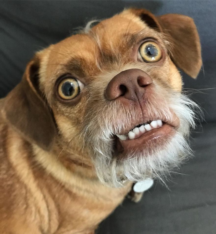 This Dog Has Thousands Of Expressions, And It Cracks Us Up This Dog Has Thousands Of Expressions, And It Cracks Us Up